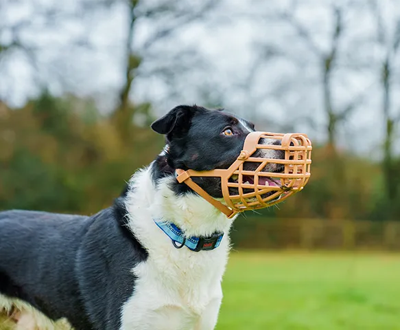Baskerville | Dog Behaviour & Training | Lightweight Basket Muzzle  - Classic